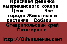 Красивая девочка американского кокера › Цена ­ 35 000 - Все города Животные и растения » Собаки   . Ставропольский край,Пятигорск г.